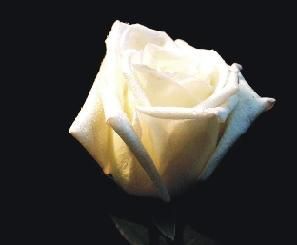 les roses blanches